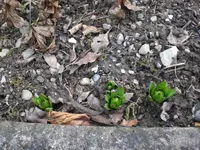 Garten Anfang März.09 026.webp