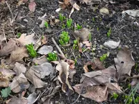 Garten Anfang März.09 028.webp