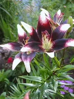bild neu 010.webp