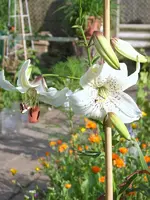 bild neu 011.webp