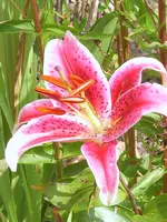 neue bilder vom garten 006.webp