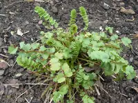 pimpinelle-a.webp