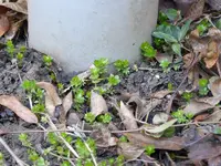 waldmeister-a.webp