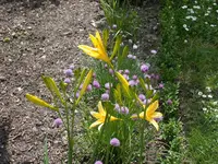 Duftlilie.webp