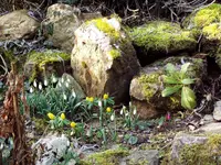 Steingarten Febr07.webp