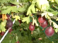 12.07.2008 Stachelbeeren ernten 024.webp