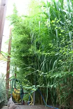 Schattenbeet mit Riesengras.webp