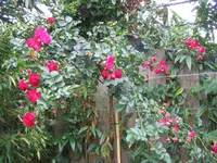Excelsa Hochstamm_HG.webp