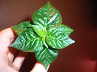 cap2.webp