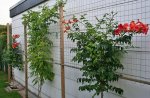 Campsis radicans Garagenwand_mini.jpg