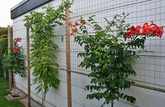 Campsis radicans Garagenwand_mini.webp