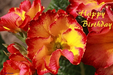 Makro_Staudenprimel.webp
