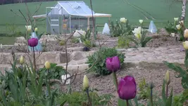 neuesBeetTulpen4_12.webp