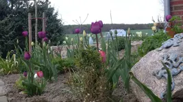 neuesBeetTulpen2_12.webp