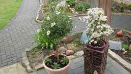 AldiMargerite2_12.webp