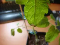 DSC01256.webp