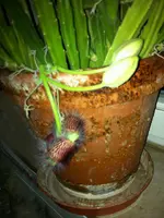 k-IMG_2070 Stapelia grandiflora desmetiana.webp