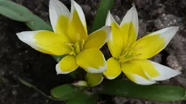 Blume1.webp