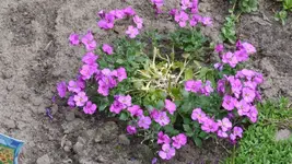 Blume2.webp