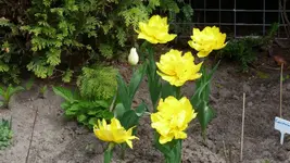 Blume3.webp