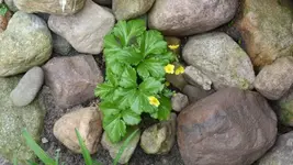 Blume4.webp