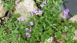 Blume5.webp