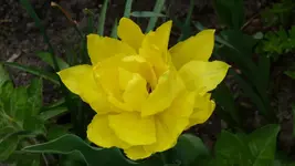 Blume6.webp