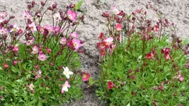 Blume7.webp