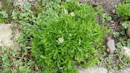Blume8.webp