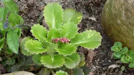 Blume9.webp