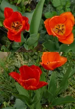 Rembrandt5.webp