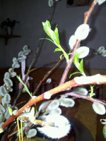 20120424153457.webp
