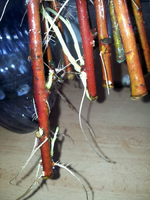 20120424160850.webp