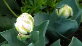 DSCN2167.webp