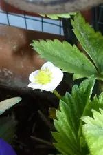Erdbeerblüte.webp