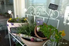 Kräuter und Tomaten.webp