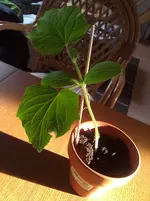 Gurke 24.04.2012.webp