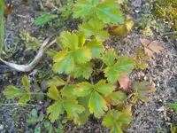 DSCN1333.webp