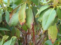 Rhododendron.webp