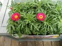 SAM_0675.webp