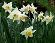 Narzissen2012.webp