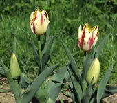 TulpeGrandPerfection.webp