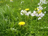SL272521.webp