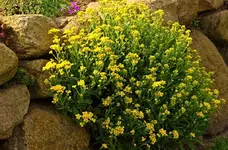 Felsenkraut_smaller.webp