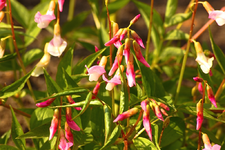 Frühlingsplattererbse_smaller.webp