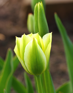 neue Tulpensorte grün_weiß_smaller.webp