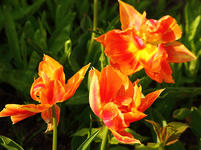 orange Papageientulpen_smaller.webp