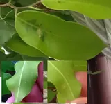 ficus12.webp