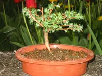 IMG_5622.webp