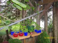 Tomatenbank 10092011 100_0743 (Medium).webp